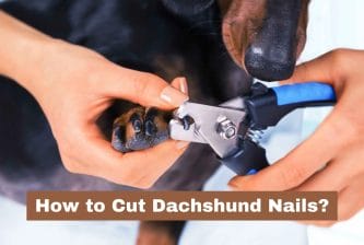 How to Cut Dachshund Nails
