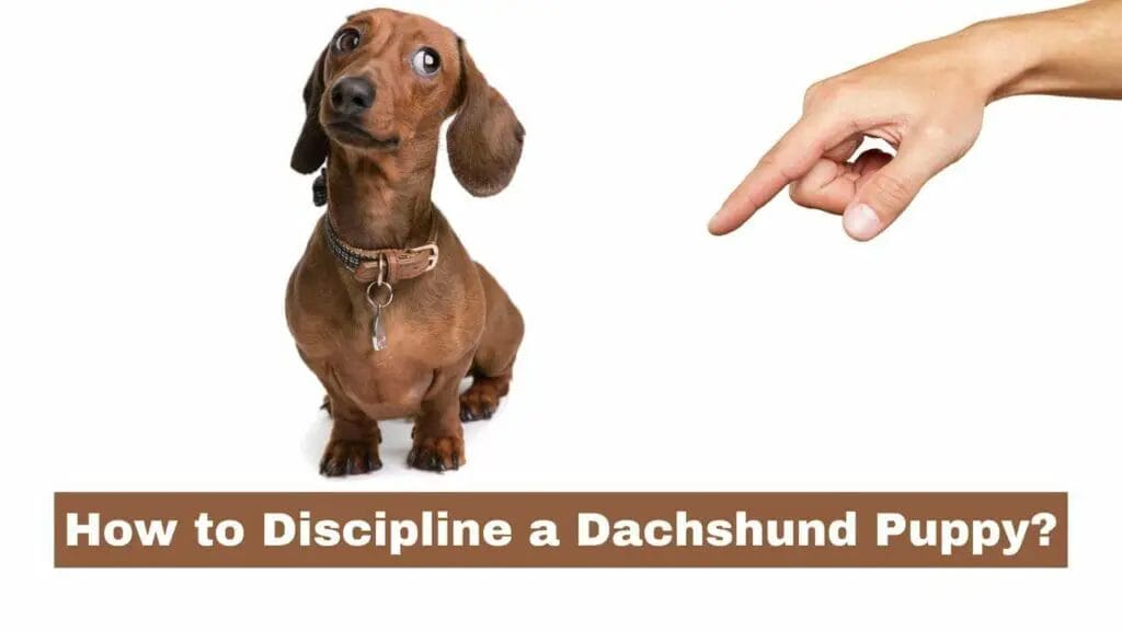 Photo of a Dachshund being disciplined. How to Discipline a Dachshund Puppy?