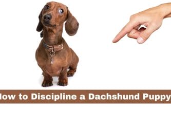 How to Discipline a Dachshund Puppy