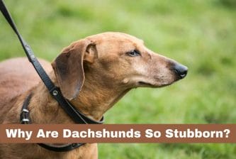 Why Are Dachshunds So Stubborn