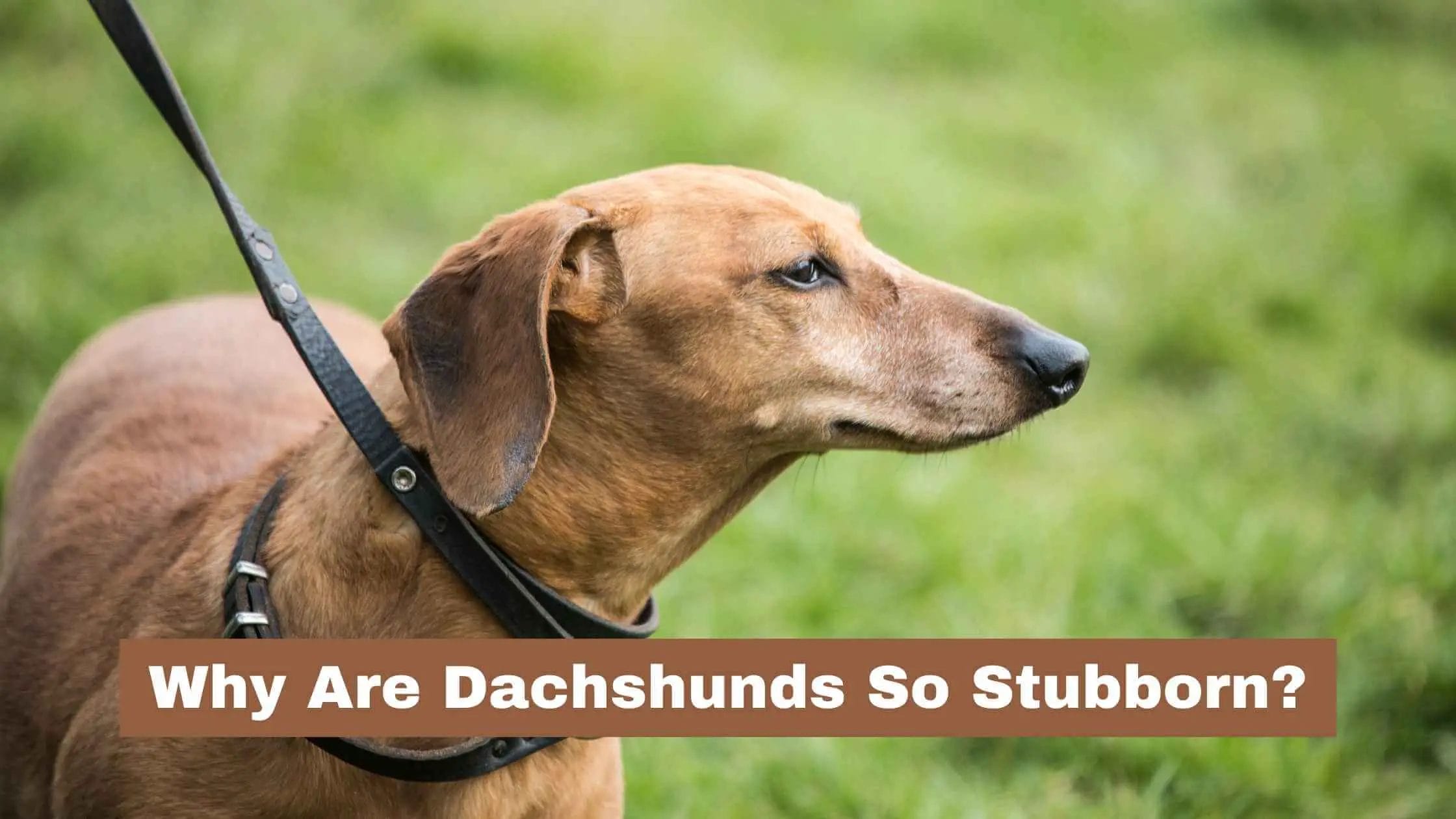 Why Are Dachshunds So Stubborn