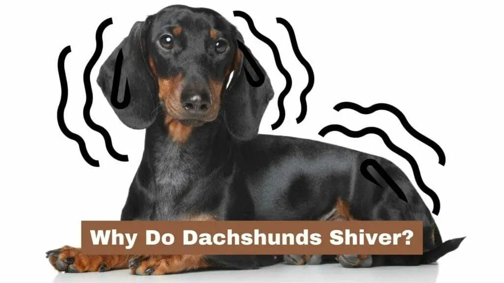 Photo of a Dachshund shivering. Why Do Dachshunds Shiver?