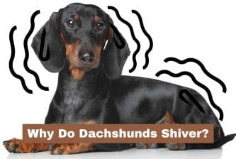 Why Do Dachshunds Shiver