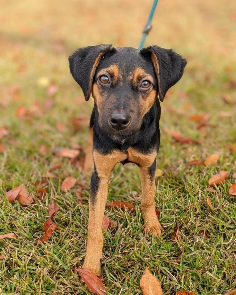 Pineapple the Beagle Coonhound mixed dog.