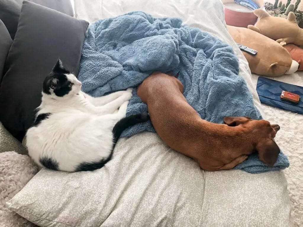 A Dachshund and a cat in the sofa.