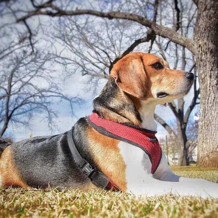 A Beagle being a guard dog.