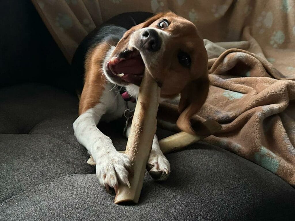 Beagle chewing on a bone.