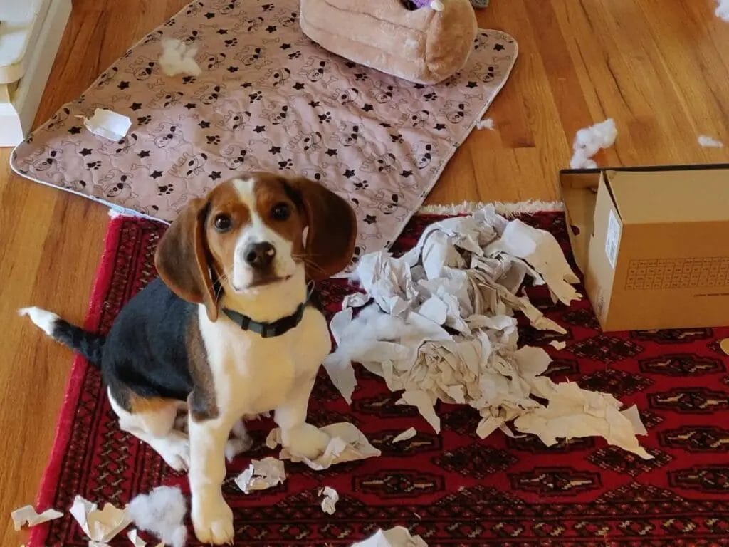 Beagle destroyed house furniture