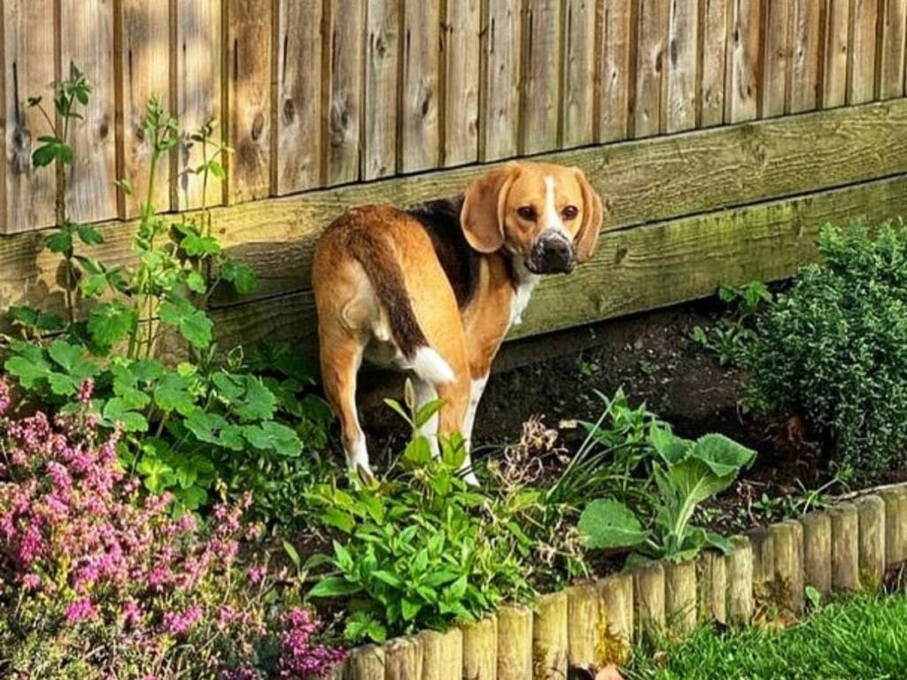 Beagle digging the garden.