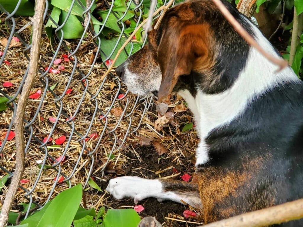 Beagle looking to dig under a fence.