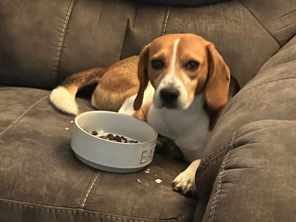 Beagle eating food on the couch.