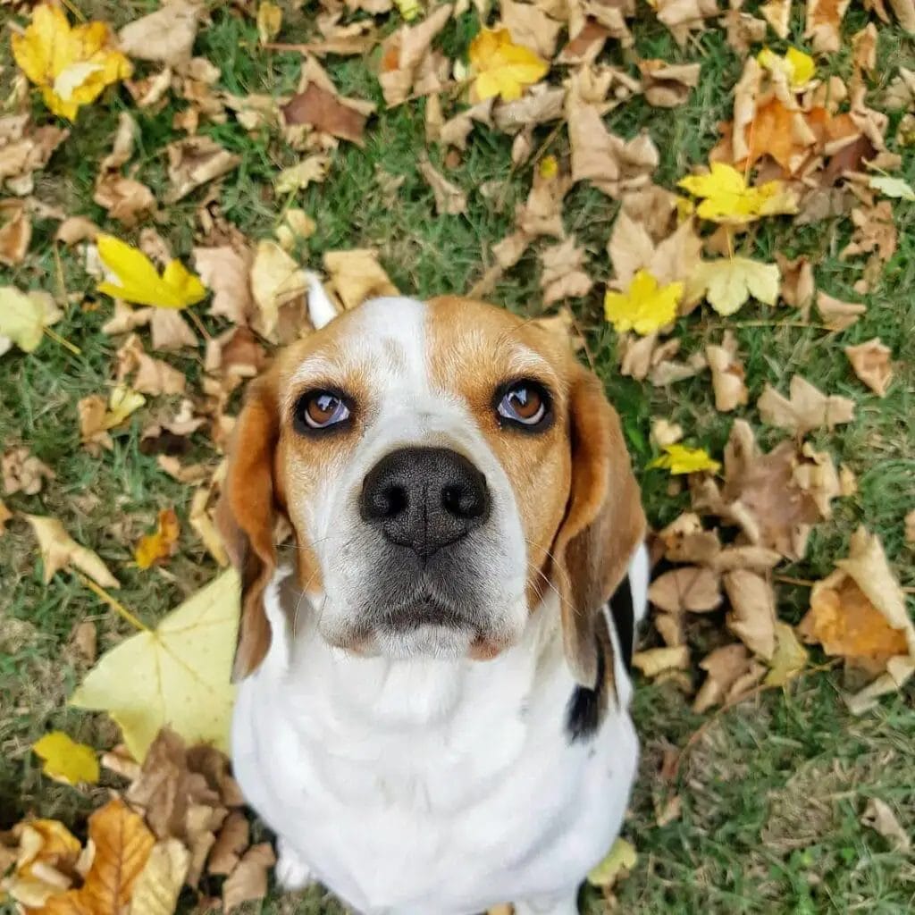 BEagle super-focused looking to the owner.