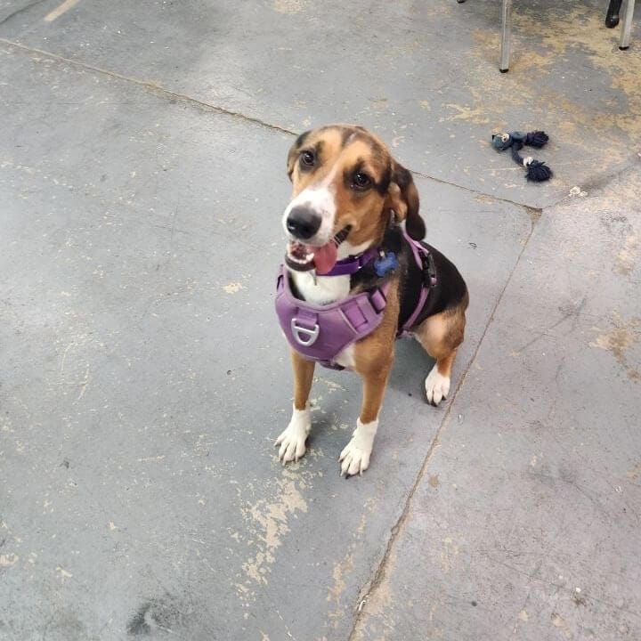 A beagle foxhound sitting.