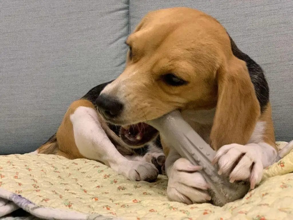 Beagle gnawing a bone.