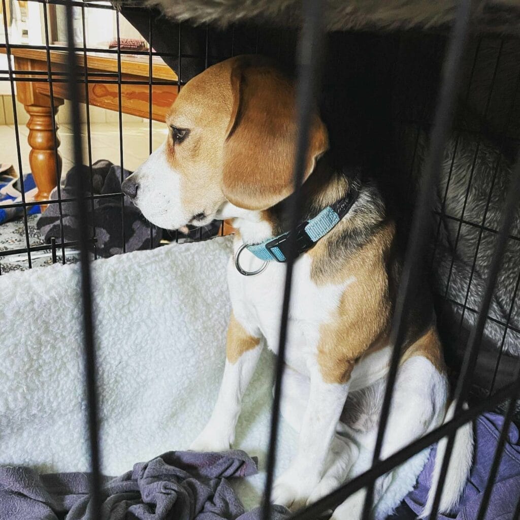BEagle inside a crate.