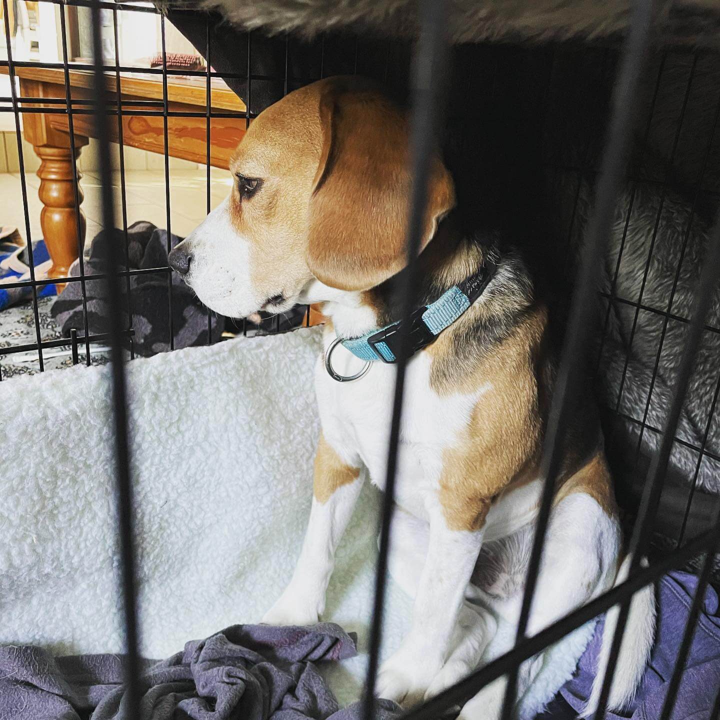 What size dog outlet crate for a beagle