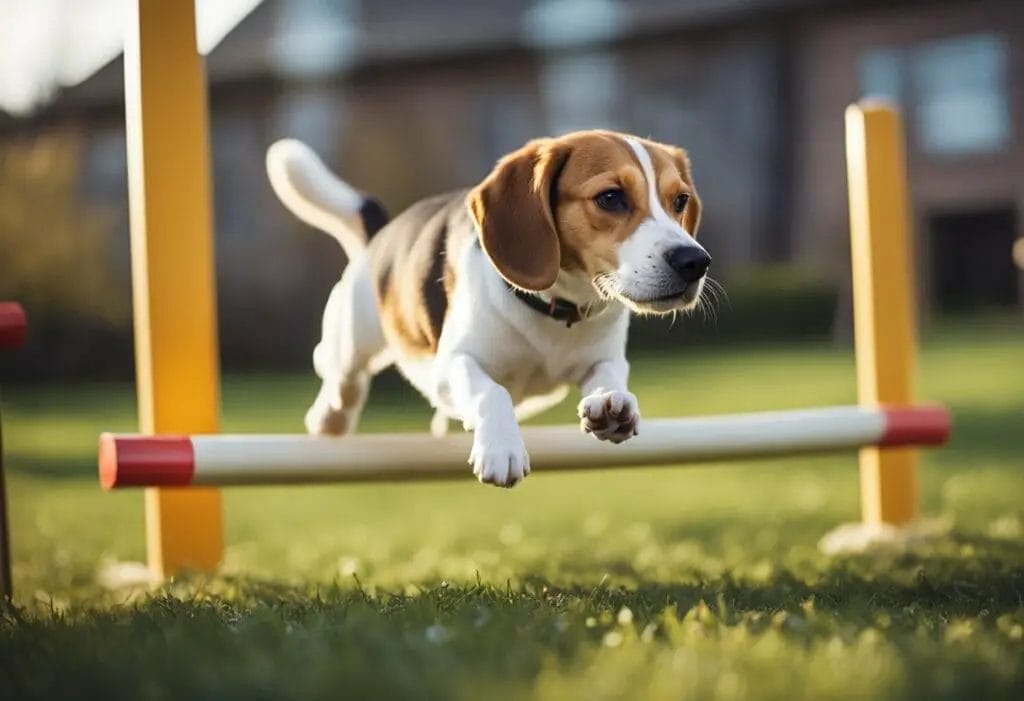 BEagle jumping a pole in an agility course in the garden.