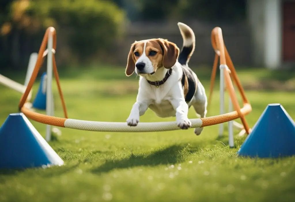 Beagle jumping in an agility course in the garden.