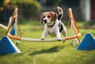 DIY Agility Course for Beagles at Home
