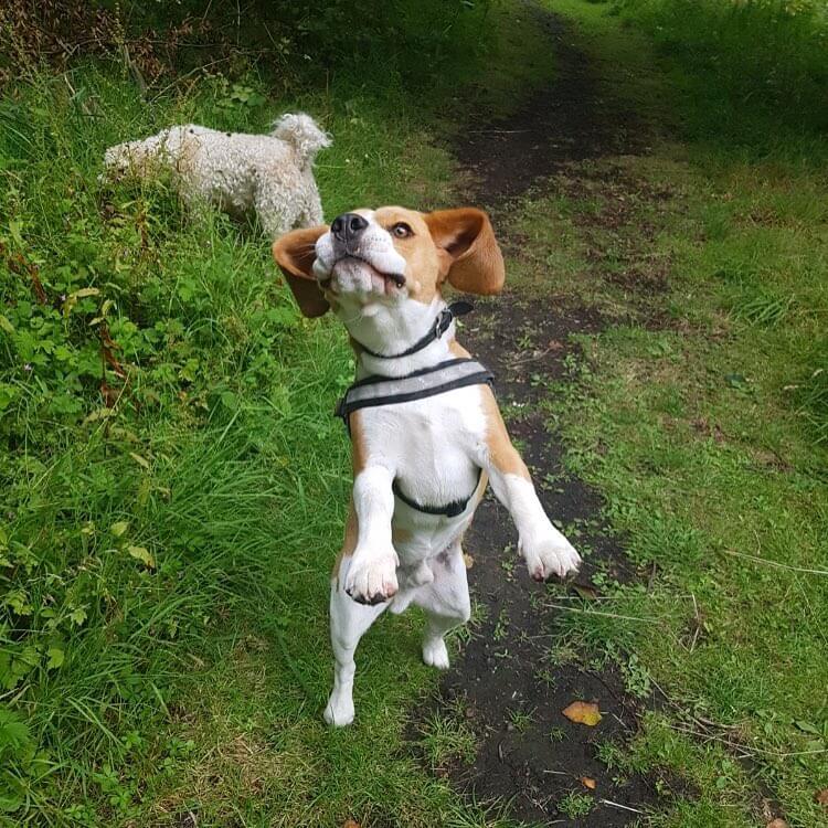 BEagle in jumping position with front paws already in the air.