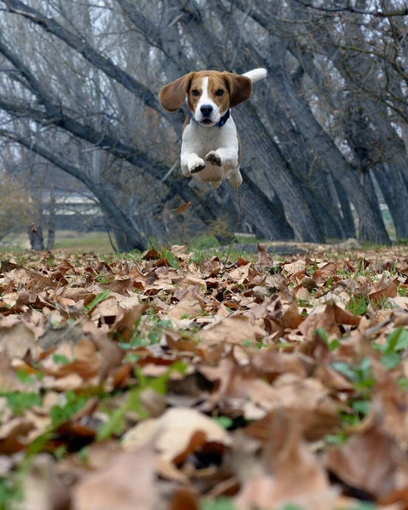 BEagle mid-air while running.