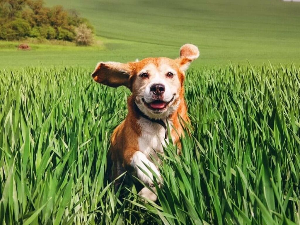 Beagle running in a grass field.