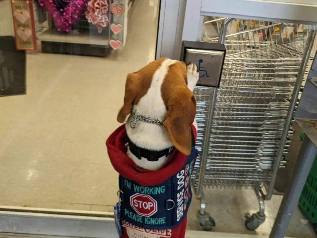Beagle as a service dog opening a door.