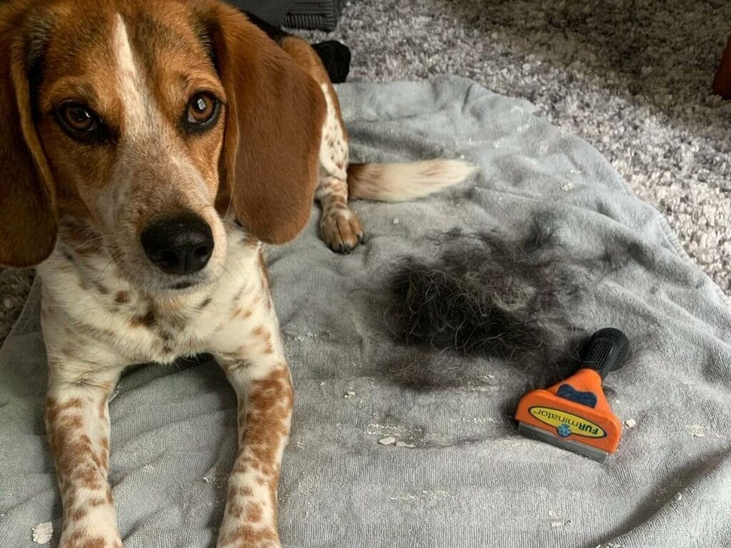 Beagle shedding.