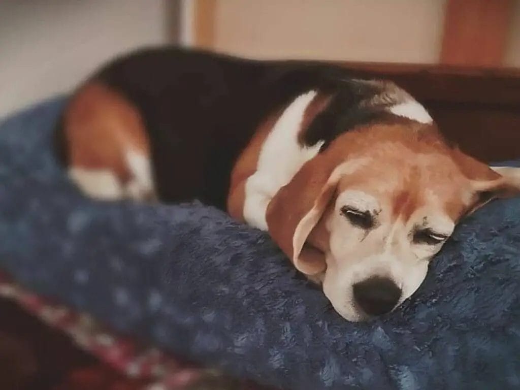Beagle sleeping.