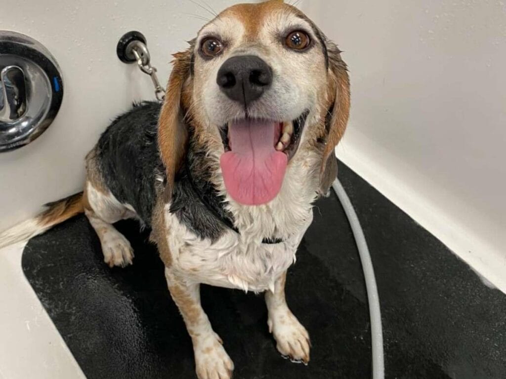 Beagle taking a bath.