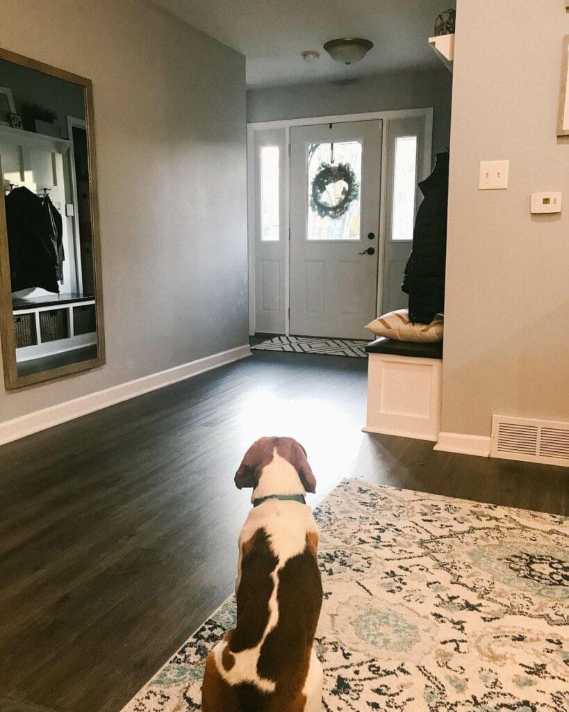 BEagle waiting for the owner looking to the door.