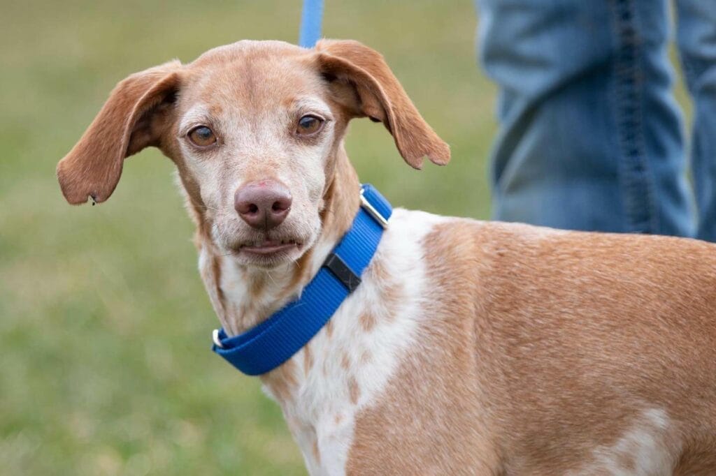 Beagle Whippet Mix dox.