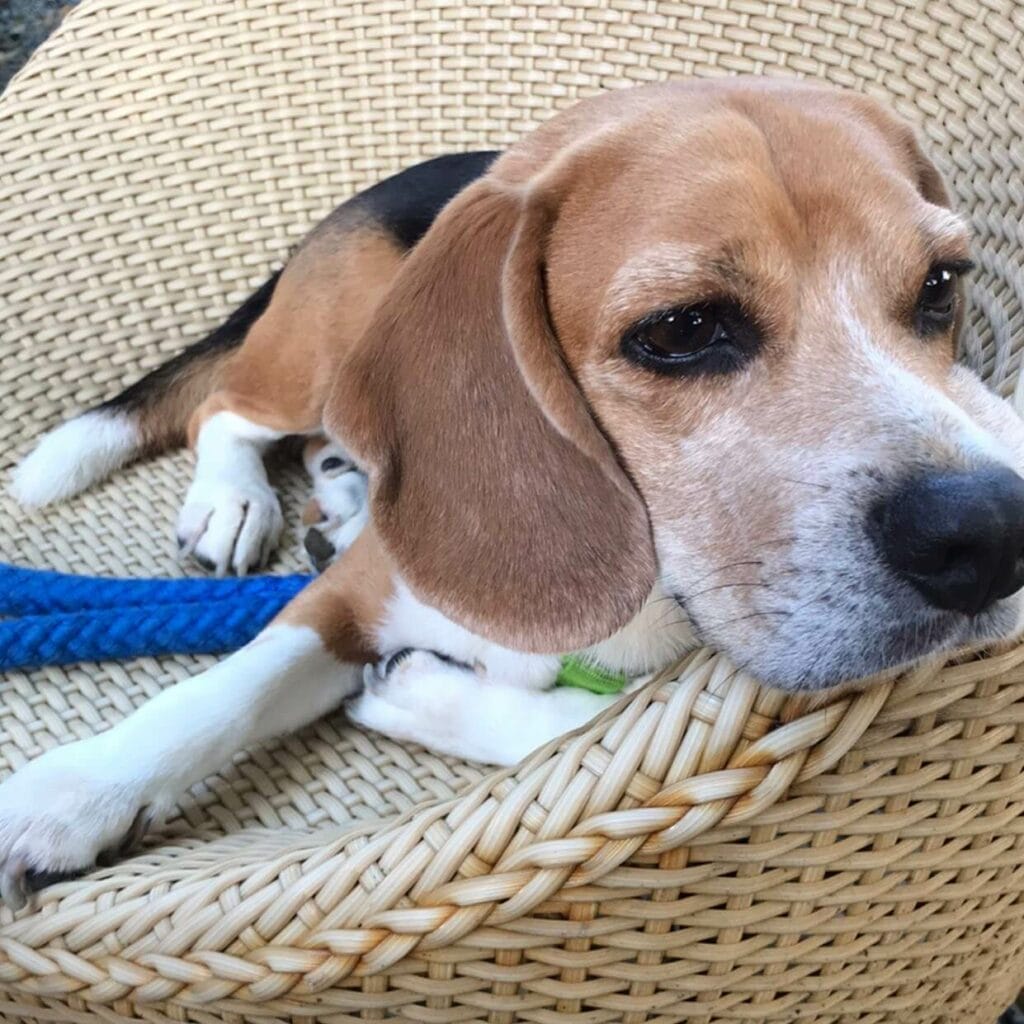 Beagle with the period.