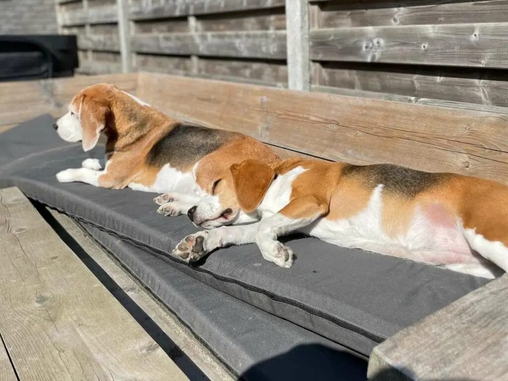 Beagles sleeping outside.