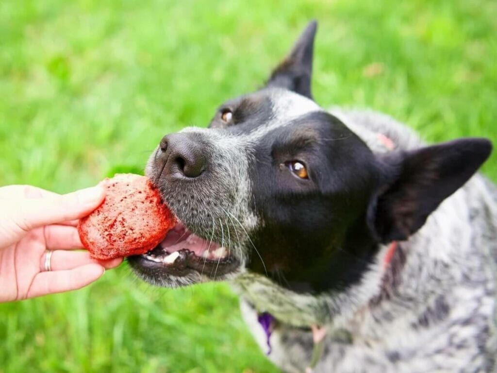 Blue heeler dog eating a meatball.