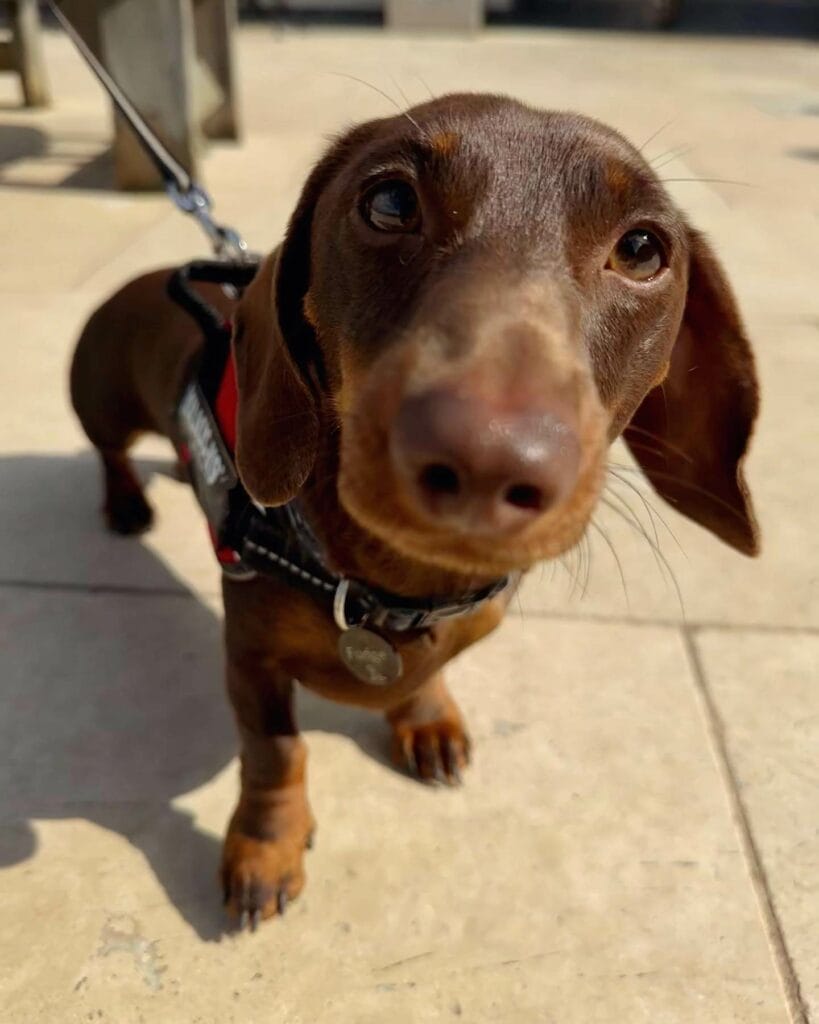 Brown Dachshund