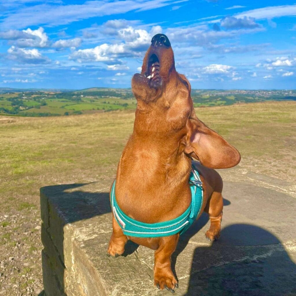 Dachshund howling