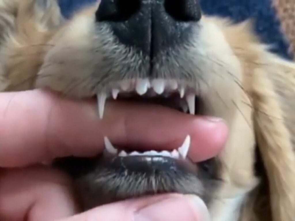 Dachshund baby teeth.
