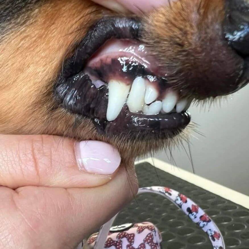 Dachsund's white clean teeth.