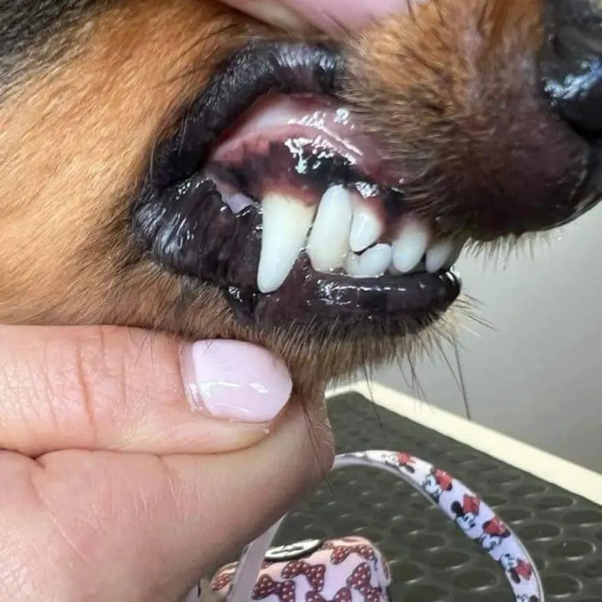 Dachsund's white clean teeth.
