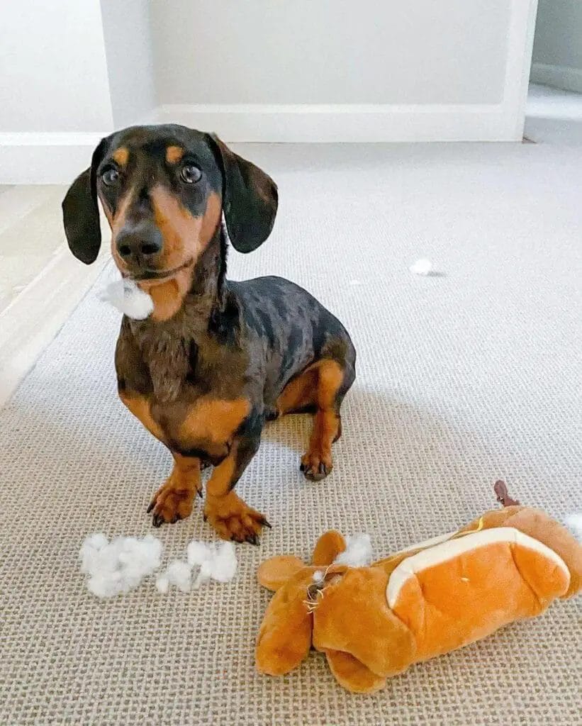 Dachshund destroyed his toy.