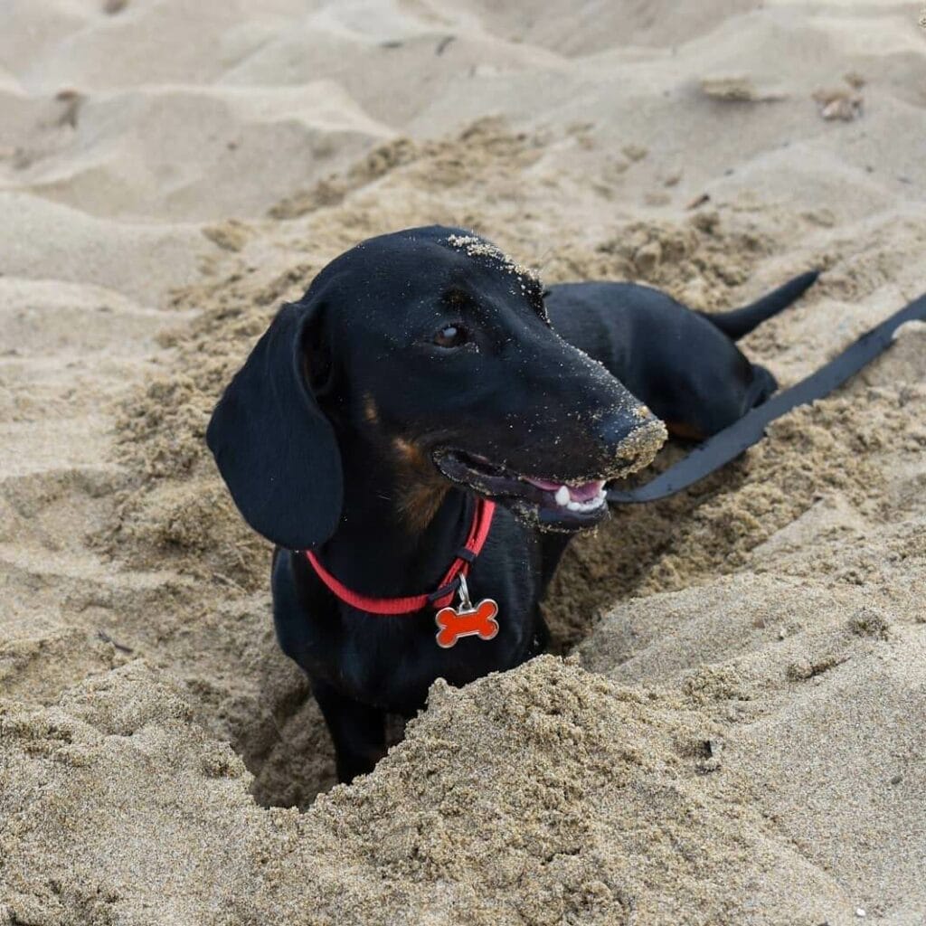 Dachshund digging a hole in the beach.