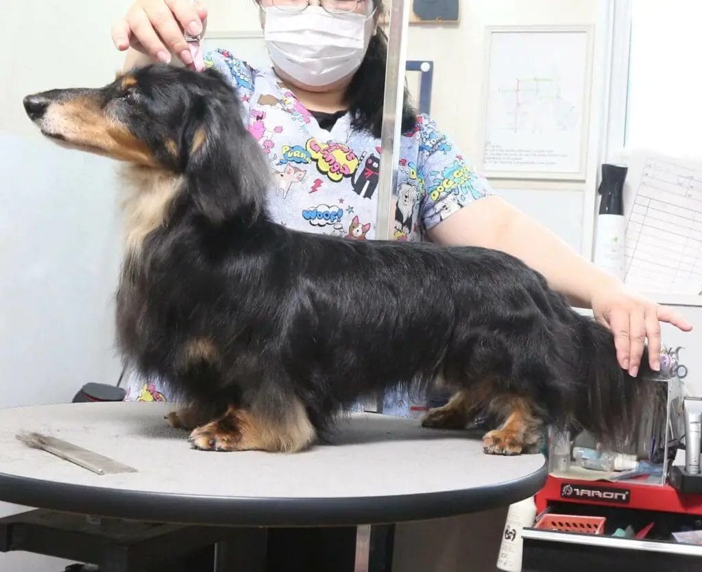 Dachshund being groomed.