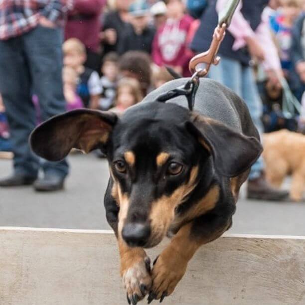 Dachshund jumping over a barrier.