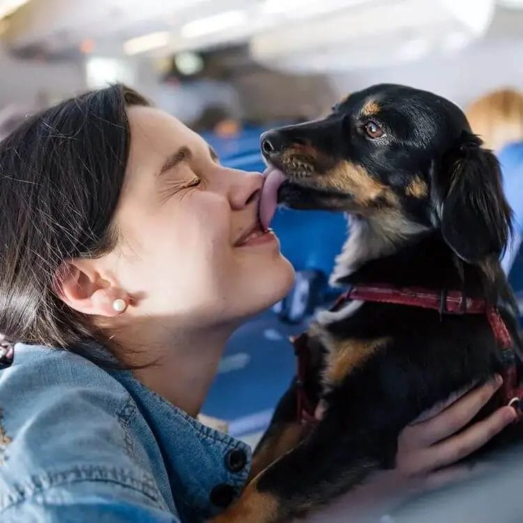 Dachshund licking owner.