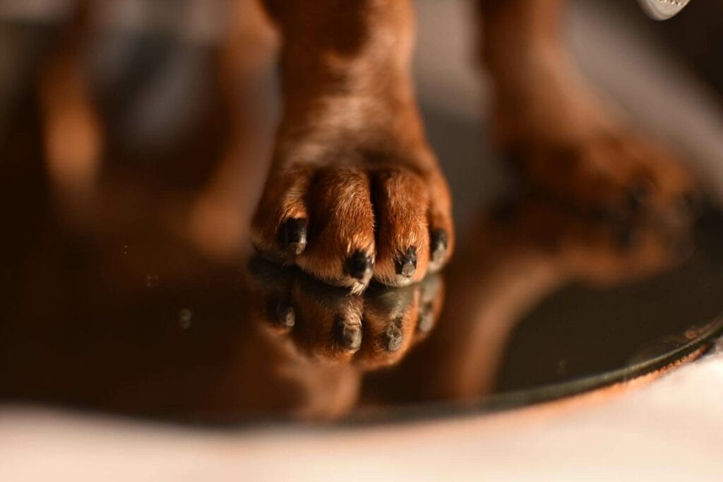 Dachshund nails.