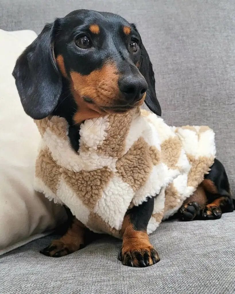 Dachshund wearing a jacket for the cold weather.