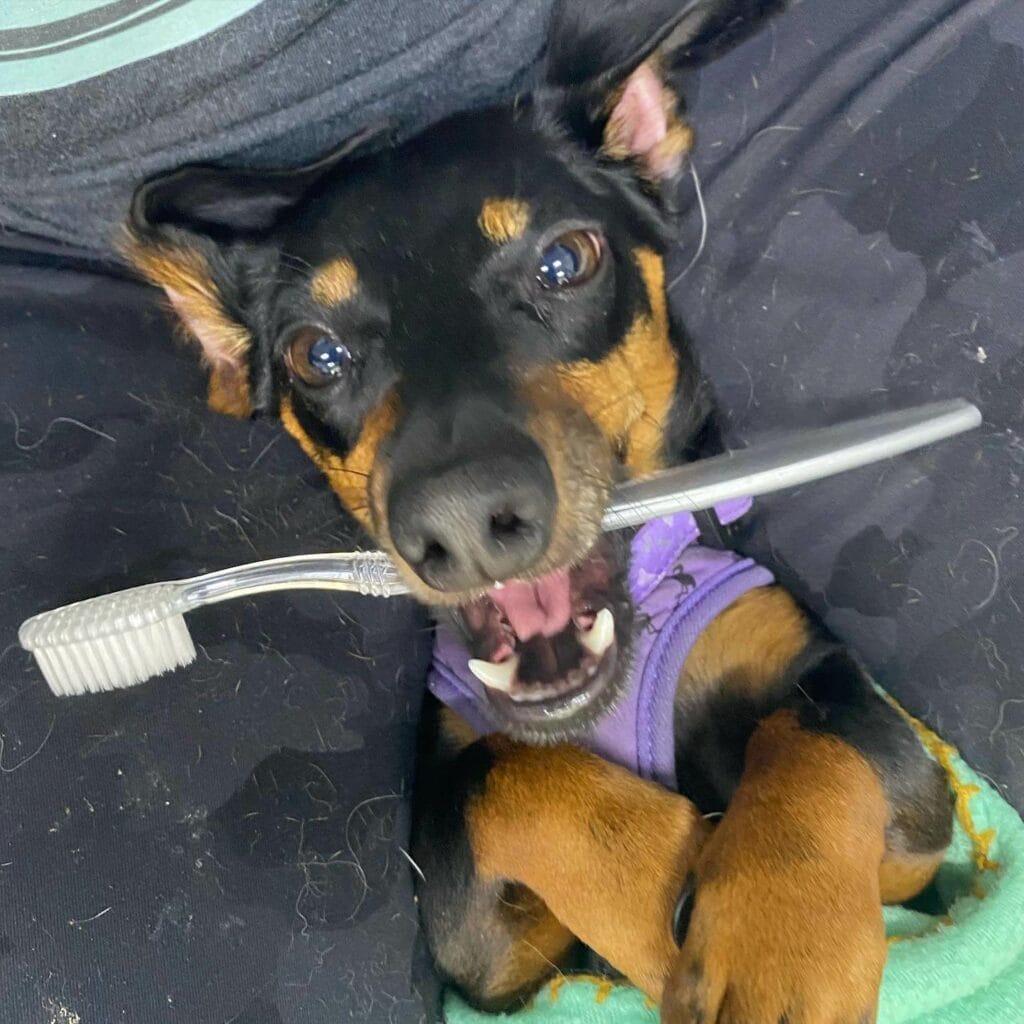 Dachshund with a toothbrush in his mouth.