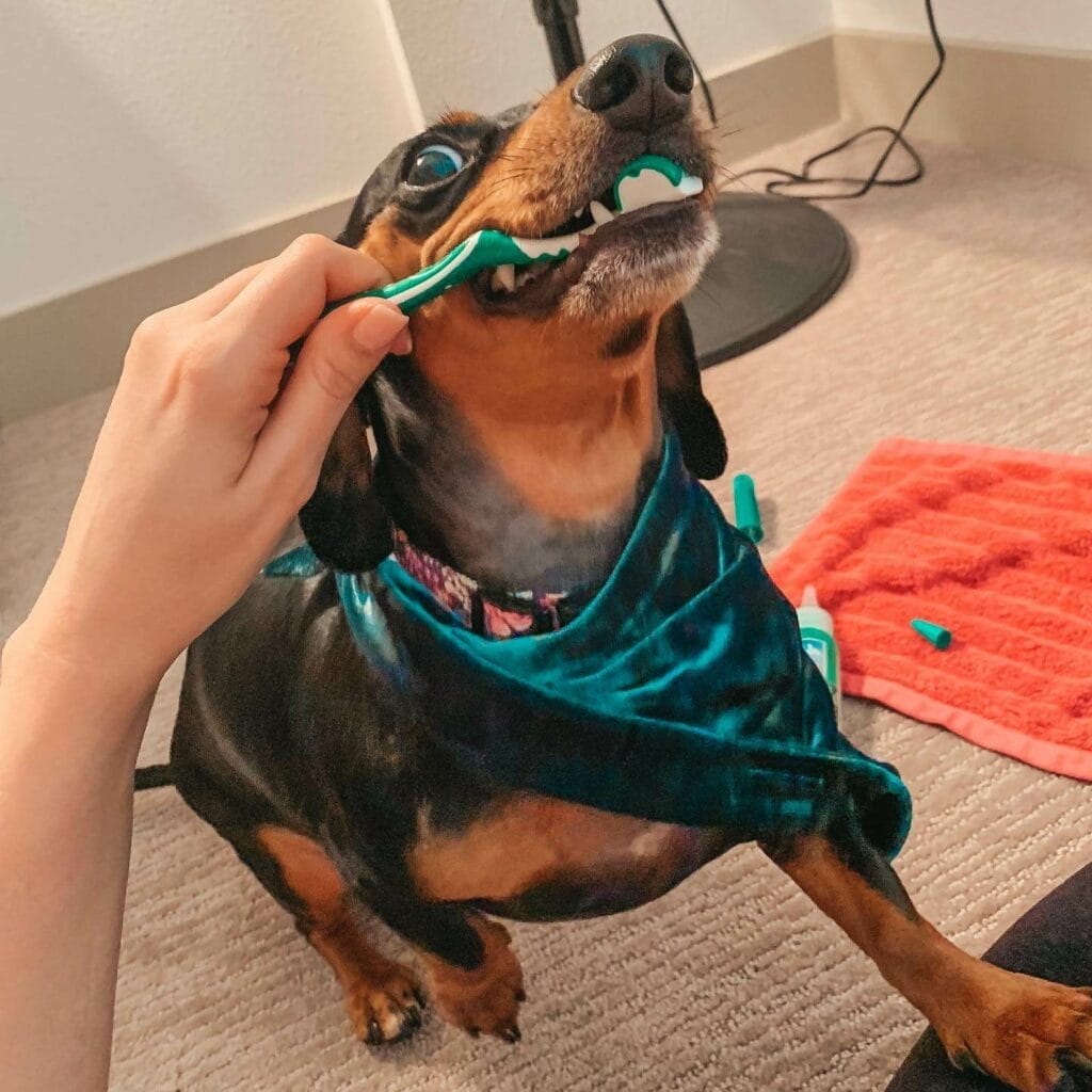 Dachshund with a toothbrush in the mouth.