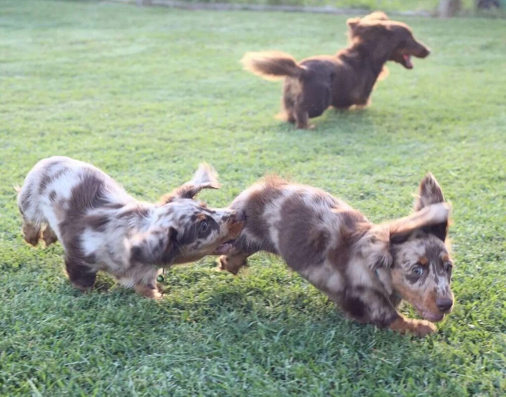 Three Dachshunds running like crazy.